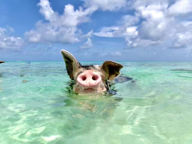Da Pig Beach - Rose Island
