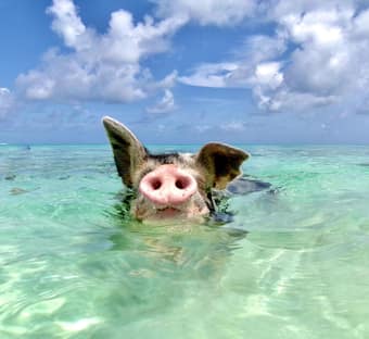 Da Pig Beach - Rose Island