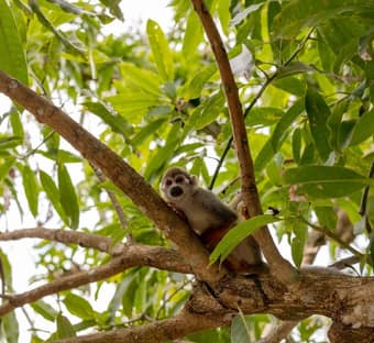 Monkeyland