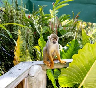 Buggies y Monkeyland Combo