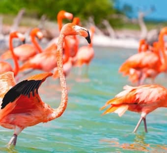 Tour Privado Celestún Naturaleza