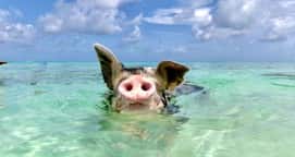 Da Pig Beach - Rose Island