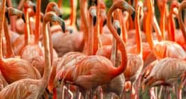 Aviario Tour