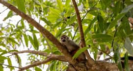 Monkeyland