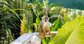 Buggies y Monkeyland Combo