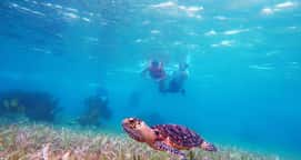 Snorkel Adventuring Cancún