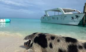 Hotel Da Pig Beach - Rose Island con day pass