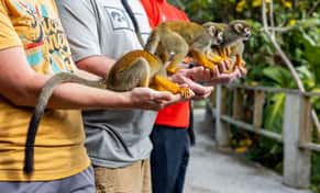 Hotel Monkeyland con day pass