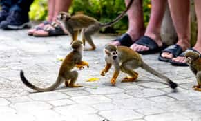 Hotel Monkeyland con day pass