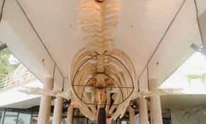 Hotel MUNBA Museo Nacional de la Ballena con day pass