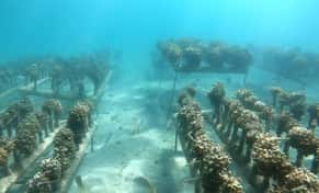 Hotel Tour de corales con day pass