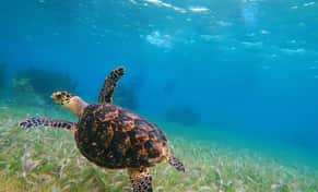Hotel Snorkel Adventuring Cancún con day pass