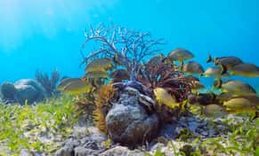 Hotel Snorkel Adventuring Cancún con day pass