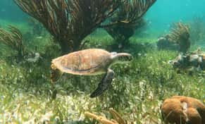 Hotel Snorkel Adventuring Cancún con day pass
