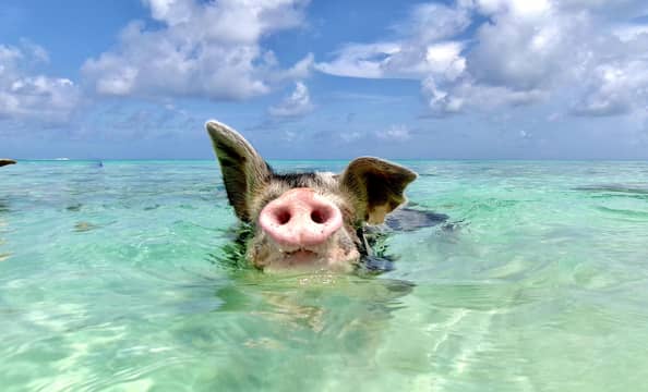 Hotel Da Pig Beach - Rose Island con day pass