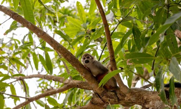 Hotel Monkeyland con day pass