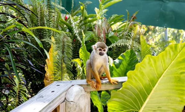Hotel Buggies y Monkeyland Combo con day pass