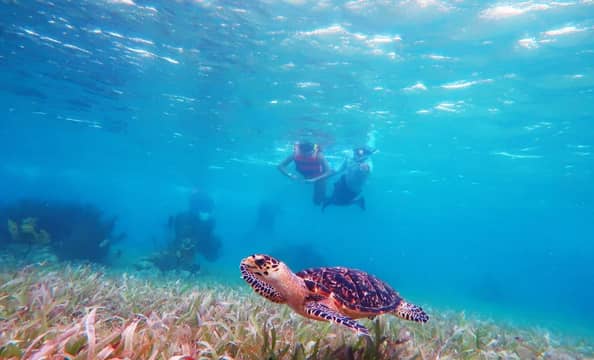 Hotel Snorkel Adventuring Cancún con day pass