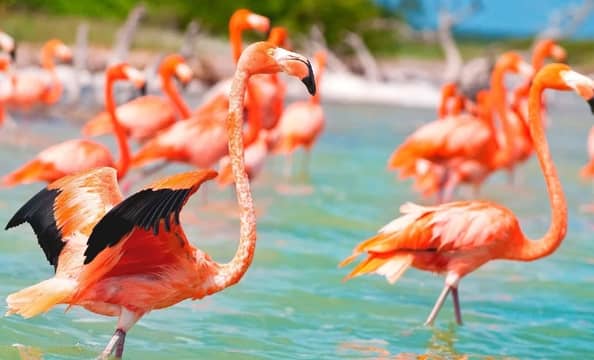 Hotel Tour Privado Celestún Naturaleza con day pass