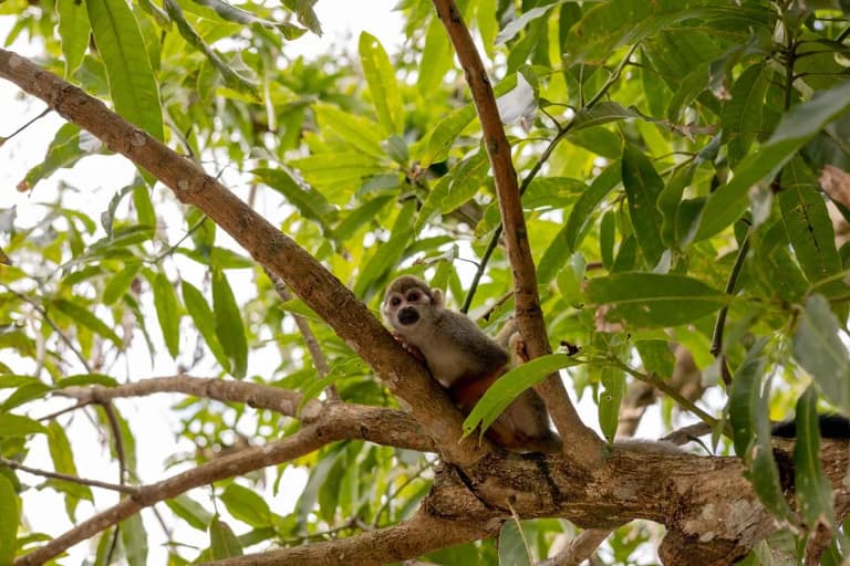 Hotel Monkeyland con day pass