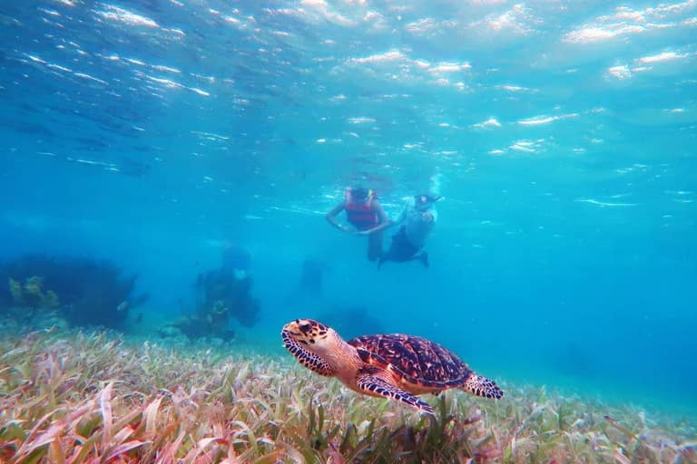 Hotel Snorkel Adventuring Cancún con day pass