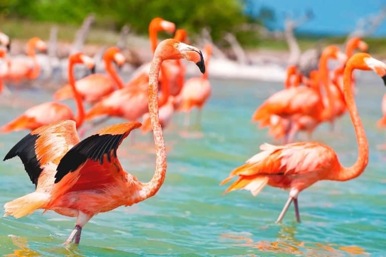 Hotel Tour Privado Celestún Naturaleza con day pass