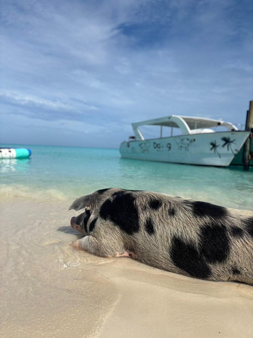 Hotel Da Pig Beach - Rose Island con day pass