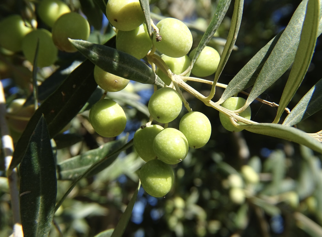 Hotel Oleo Almanzora con day pass