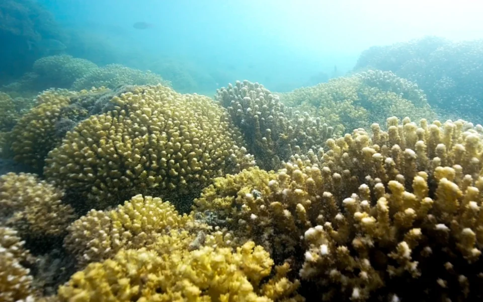 Hotel Tour de corales con day pass