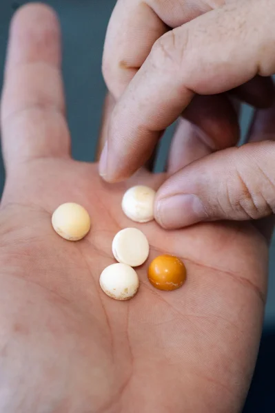 Hotel Tour de las perlas con day pass