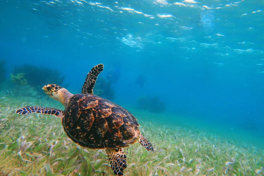 Hotel Snorkel Adventuring Cancún con day pass