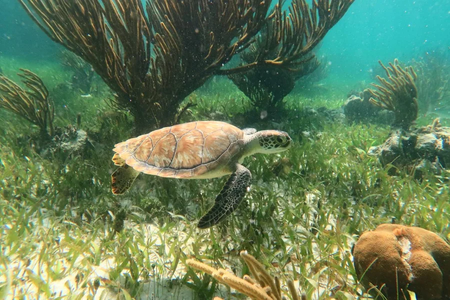 Hotel Snorkel Adventuring Cancún con day pass