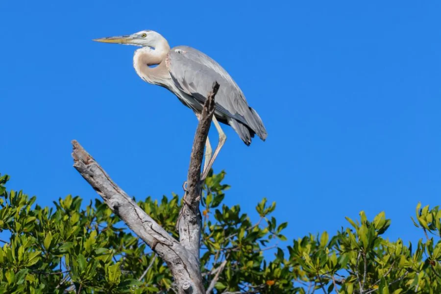 Hotel Sian Ka’an Reserve Ancient Maya Canals Tour con day pass