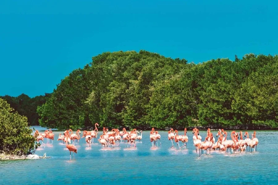 Hotel Tour Privado Celestún Naturaleza con day pass