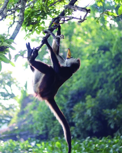 Hotel Tour Catemaco y los Tuxtlas con day pass